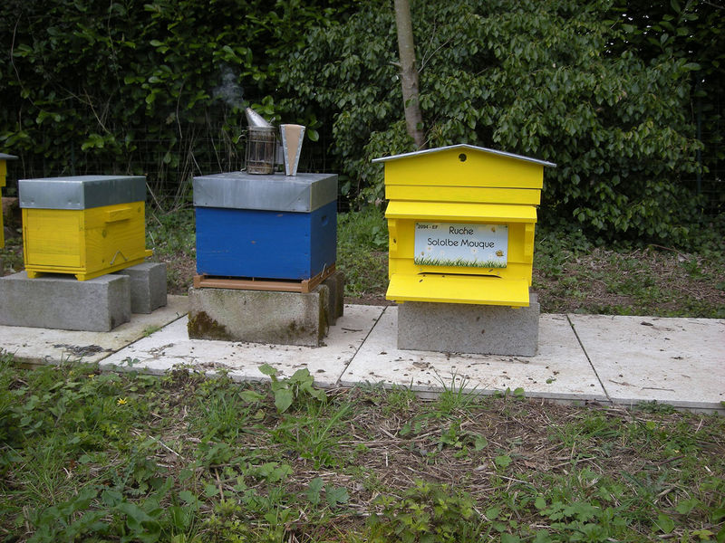 La ruche Stode Bopied